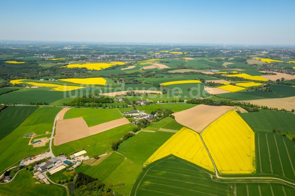 Homberg aus der Vogelperspektive: Feld- Landschaft gelb blühender Raps- Blüten in Homberg im Bundesland Nordrhein-Westfalen