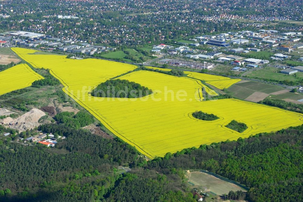 Luftbild Hoppegarten - Feld- Landschaft gelb blühender Raps- Blüten in Hoppegarten im Bundesland Brandenburg