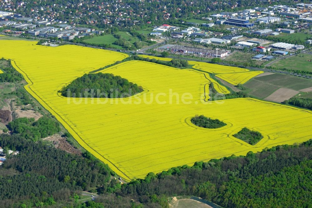 Luftaufnahme Hoppegarten - Feld- Landschaft gelb blühender Raps- Blüten in Hoppegarten im Bundesland Brandenburg