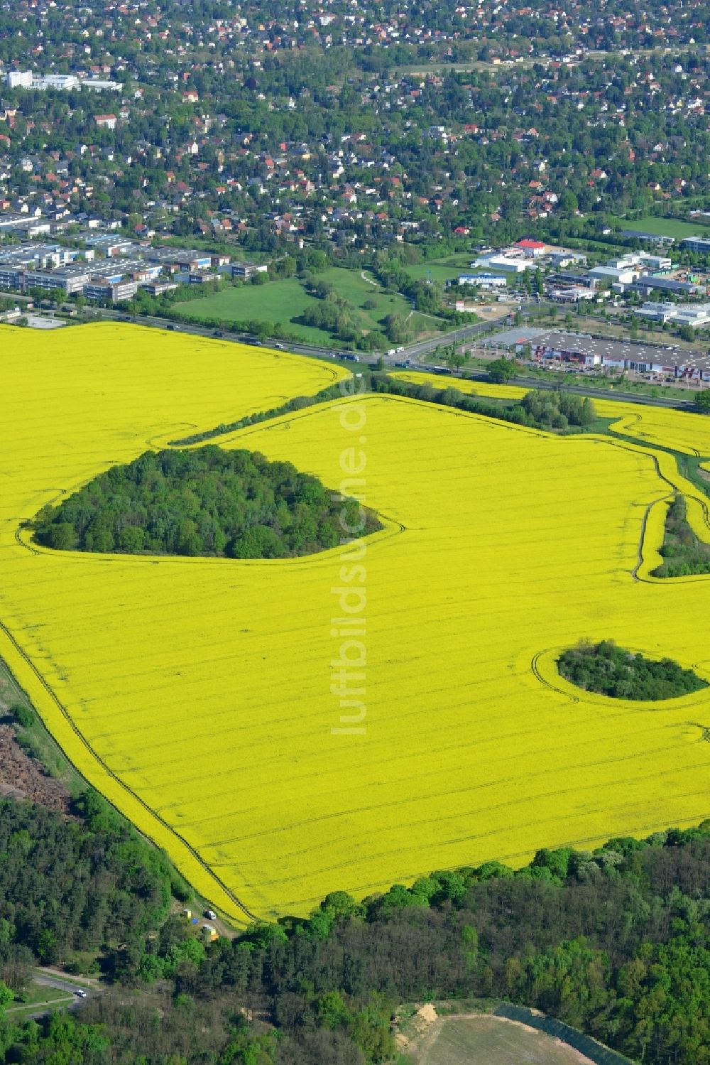 Hoppegarten von oben - Feld- Landschaft gelb blühender Raps- Blüten in Hoppegarten im Bundesland Brandenburg