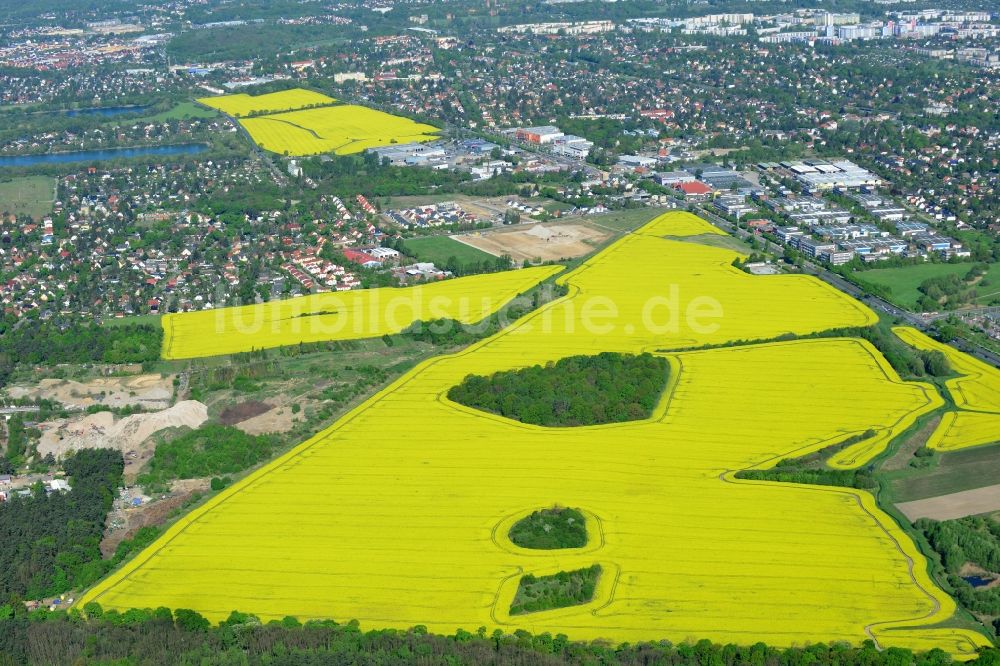 Luftaufnahme Hoppegarten - Feld- Landschaft gelb blühender Raps- Blüten in Hoppegarten im Bundesland Brandenburg