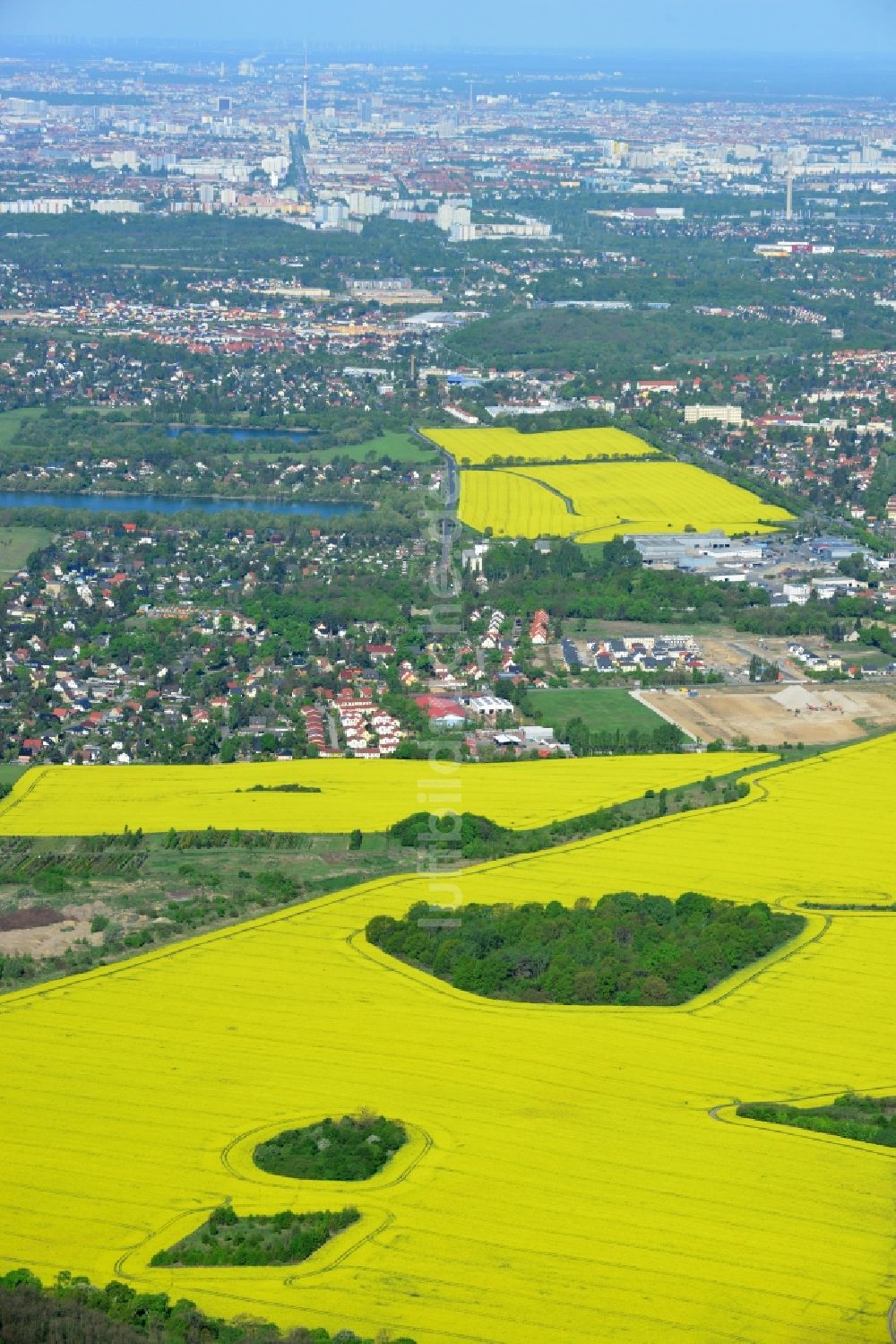 Hoppegarten von oben - Feld- Landschaft gelb blühender Raps- Blüten in Hoppegarten im Bundesland Brandenburg