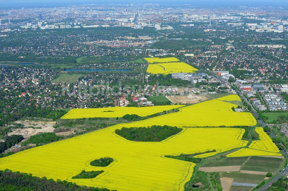 Luftbild Hoppegarten - Feld- Landschaft gelb blühender Raps- Blüten in Hoppegarten im Bundesland Brandenburg