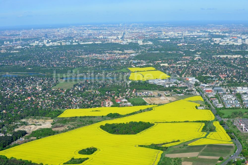 Luftaufnahme Hoppegarten - Feld- Landschaft gelb blühender Raps- Blüten in Hoppegarten im Bundesland Brandenburg