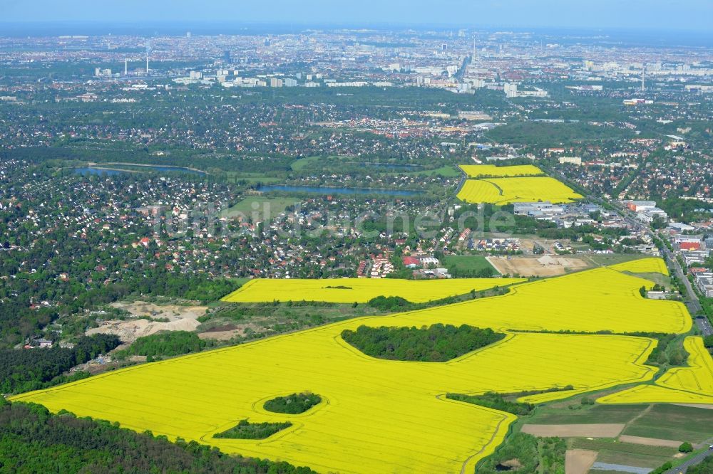 Hoppegarten von oben - Feld- Landschaft gelb blühender Raps- Blüten in Hoppegarten im Bundesland Brandenburg