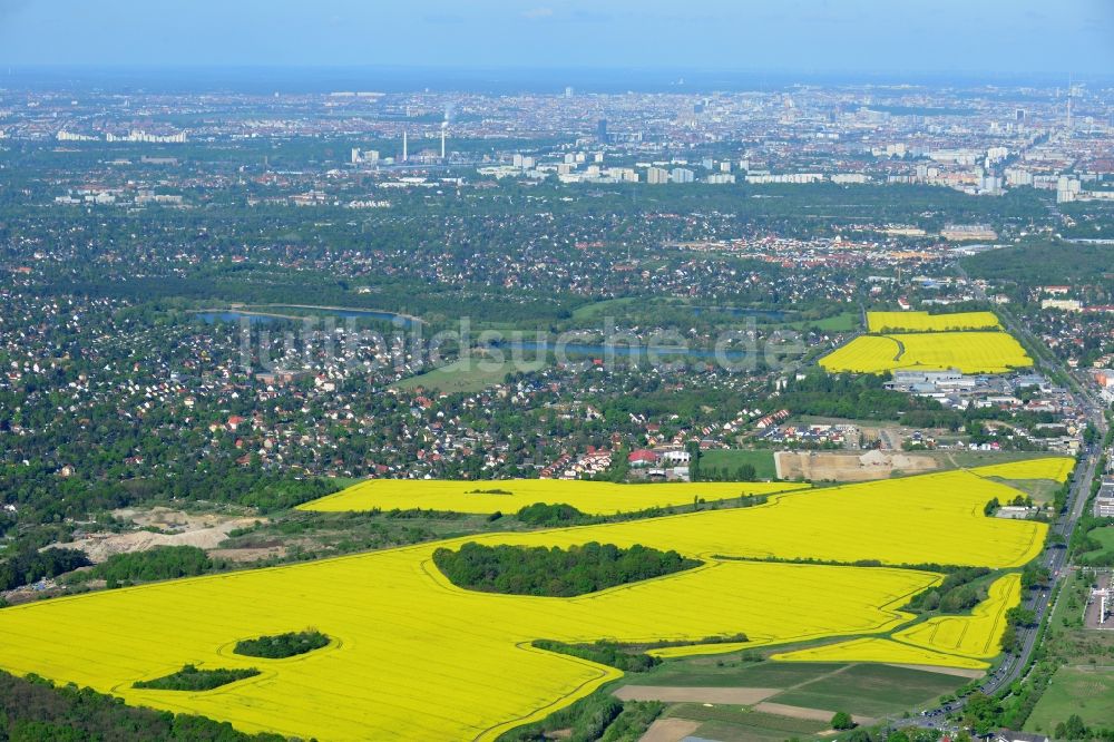 Hoppegarten aus der Vogelperspektive: Feld- Landschaft gelb blühender Raps- Blüten in Hoppegarten im Bundesland Brandenburg