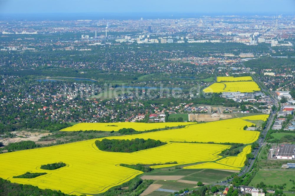 Luftbild Hoppegarten - Feld- Landschaft gelb blühender Raps- Blüten in Hoppegarten im Bundesland Brandenburg