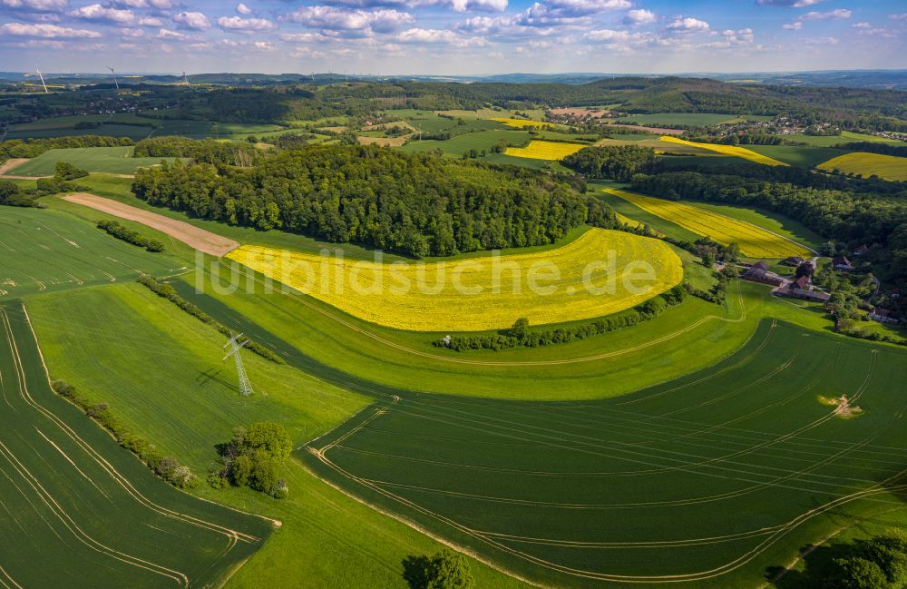 Luftaufnahme Kalletal - Feld- Landschaft gelb blühender Raps- Blüten in Kalletal im Bundesland Nordrhein-Westfalen, Deutschland