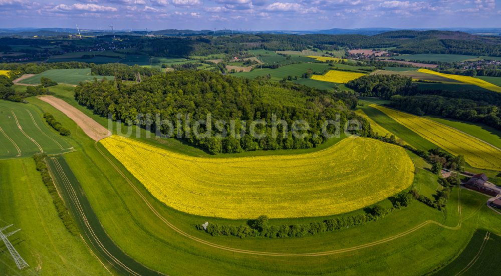 Kalletal aus der Vogelperspektive: Feld- Landschaft gelb blühender Raps- Blüten in Kalletal im Bundesland Nordrhein-Westfalen, Deutschland