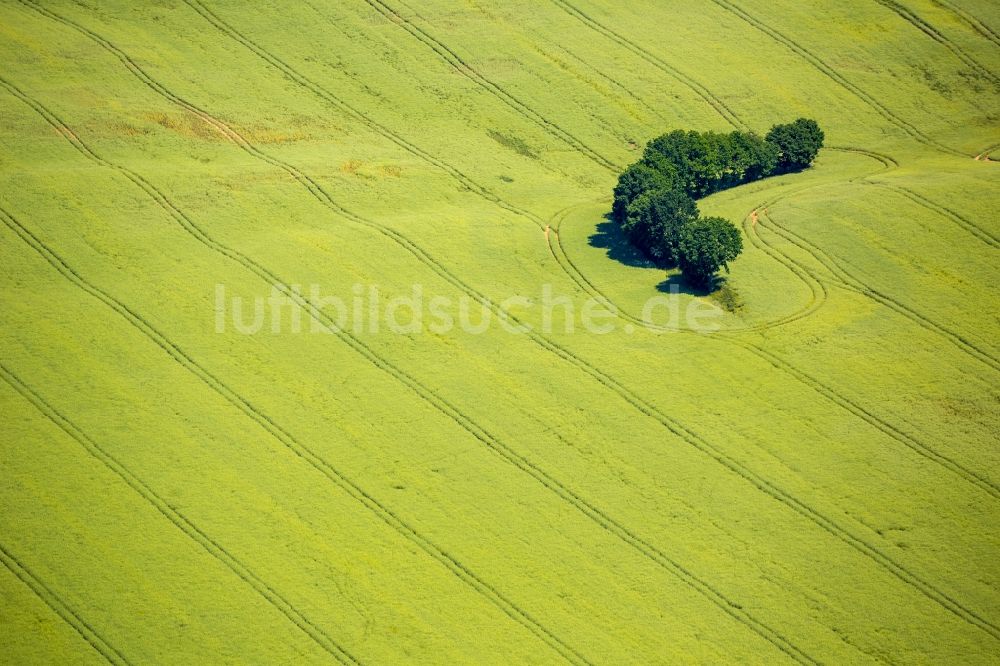 Luftaufnahme Kartkowo - Feld- Landschaft gelb blühender Raps- Blüten in Kartkowo in Pomorskie, Polen