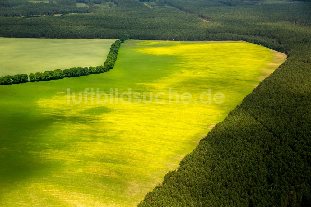 Kartkowo aus der Vogelperspektive: Feld- Landschaft gelb blühender Raps- Blüten in Kartkowo in Pomorskie, Polen