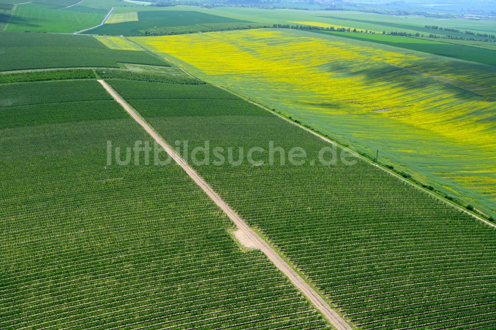 Kindelbrück aus der Vogelperspektive: Feld- Landschaft gelb blühender Raps- Blüten in Kindelbrück im Bundesland Thüringen, Deutschland