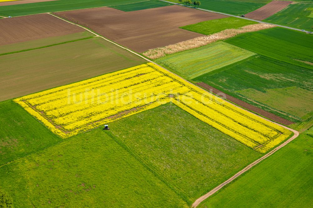 Marsberg von oben - Feld- Landschaft gelb blühender Raps- Blüten in Marsberg im Bundesland Nordrhein-Westfalen, Deutschland