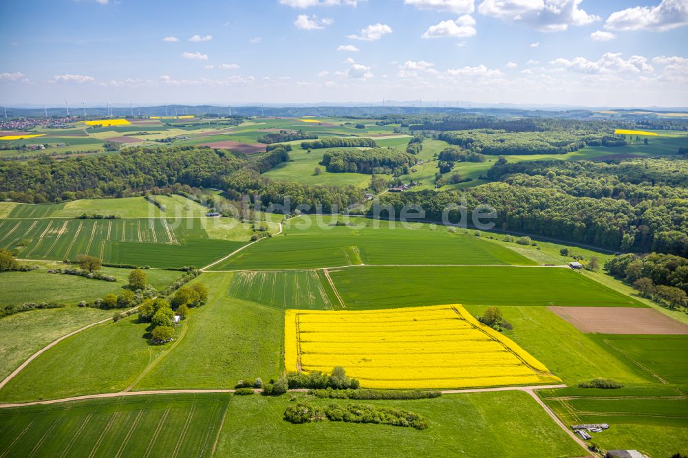 Luftbild Marsberg - Feld- Landschaft gelb blühender Raps- Blüten in Marsberg im Bundesland Nordrhein-Westfalen, Deutschland