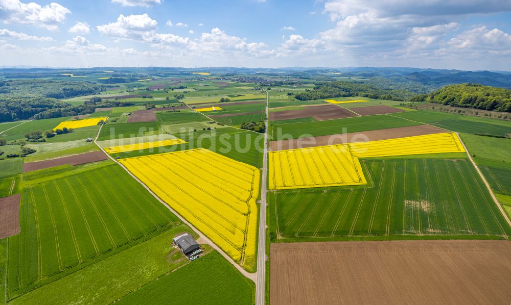 Marsberg von oben - Feld- Landschaft gelb blühender Raps- Blüten in Marsberg im Bundesland Nordrhein-Westfalen, Deutschland