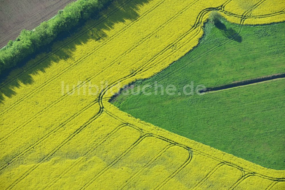 Michendorf von oben - Feld- Landschaft gelb blühender Raps- Blüten in Michendorf im Bundesland Brandenburg