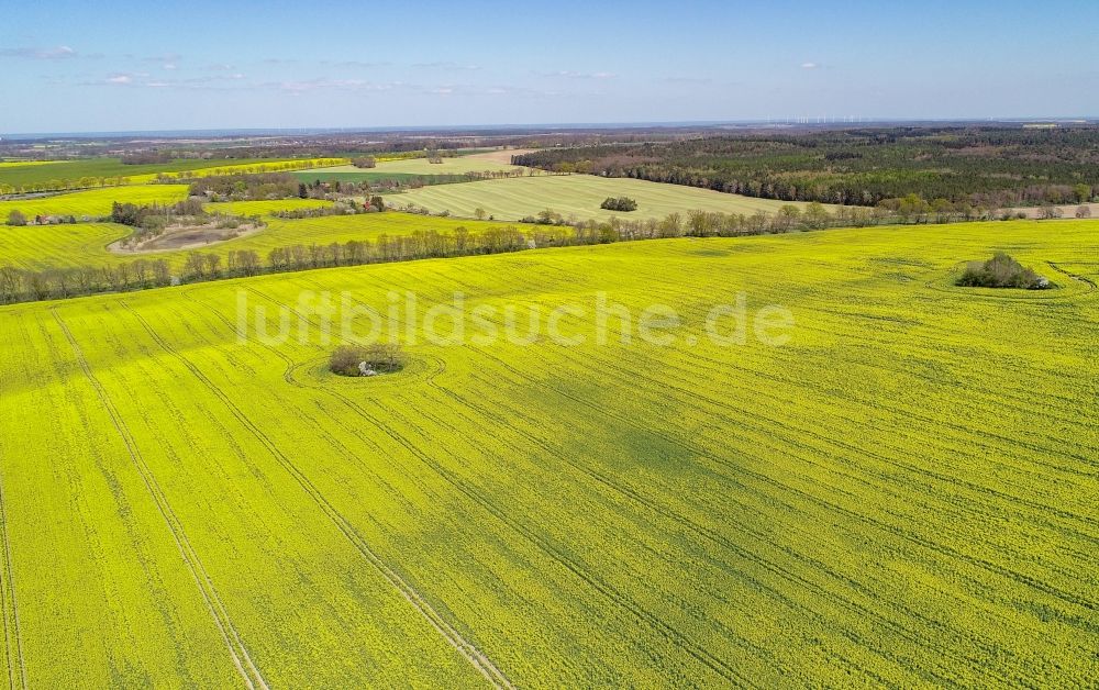 Müncheberg aus der Vogelperspektive: Feld- Landschaft gelb blühender Raps- Blüten in Müncheberg im Bundesland Brandenburg, Deutschland