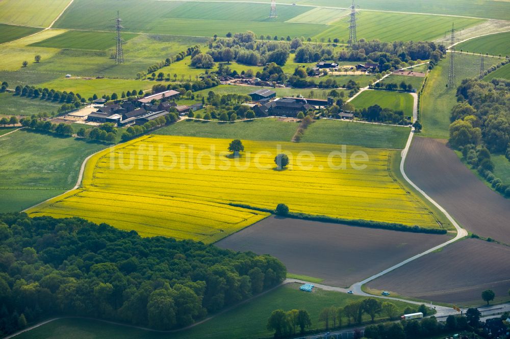 Mündelheim aus der Vogelperspektive: Feld- Landschaft gelb blühender Raps- Blüten in Mündelheim im Bundesland Nordrhein-Westfalen, Deutschland