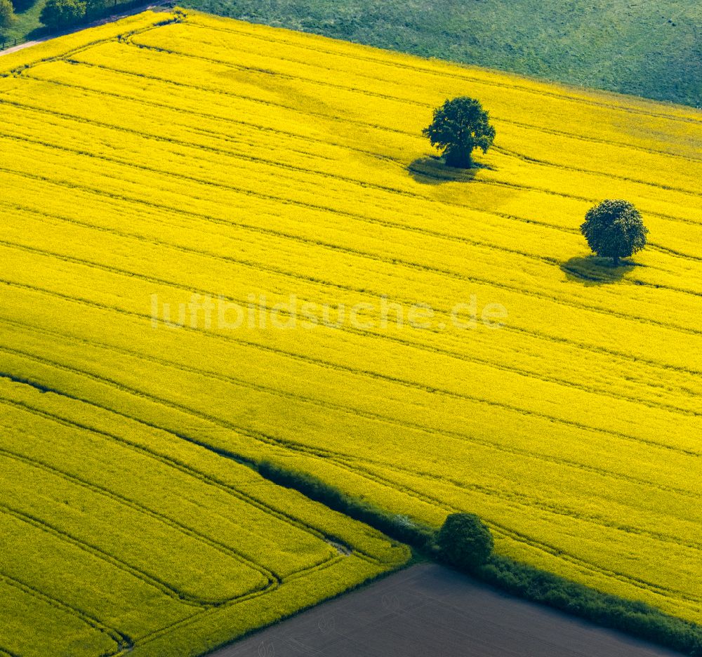 Mündelheim von oben - Feld- Landschaft gelb blühender Raps- Blüten in Mündelheim im Bundesland Nordrhein-Westfalen, Deutschland