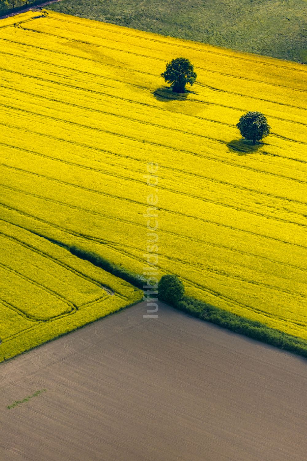 Mündelheim aus der Vogelperspektive: Feld- Landschaft gelb blühender Raps- Blüten in Mündelheim im Bundesland Nordrhein-Westfalen, Deutschland