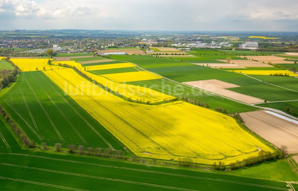 Werl von oben - Feld- Landschaft gelb blühender Raps- Blüten im Ortsteil Hilbeck in Werl im Bundesland Nordrhein-Westfalen