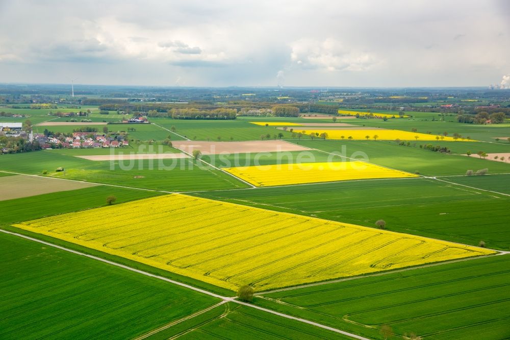 Werl aus der Vogelperspektive: Feld- Landschaft gelb blühender Raps- Blüten im Ortsteil Hilbeck in Werl im Bundesland Nordrhein-Westfalen