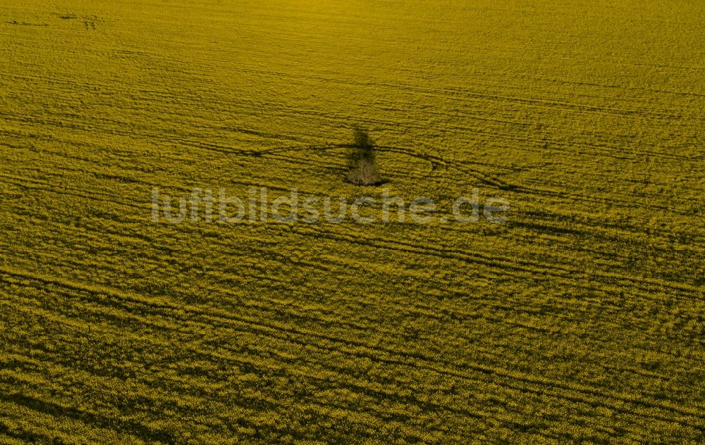 Luftaufnahme Prietzen - Feld- Landschaft gelb blühender Raps- Blüten in Prietzen im Bundesland Brandenburg, Deutschland