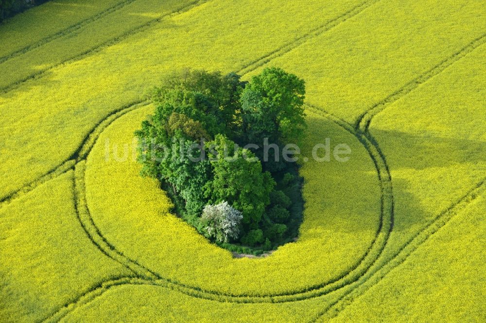 Pritzwalk von oben - Feld- Landschaft gelb blühender Raps- Blüten in Pritzwalk im Bundesland Brandenburg