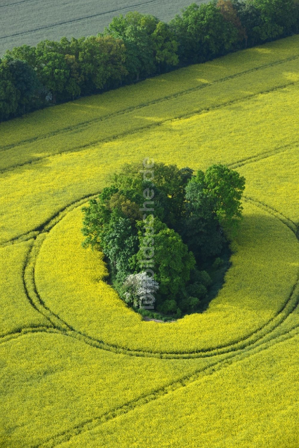 Luftbild Pritzwalk - Feld- Landschaft gelb blühender Raps- Blüten in Pritzwalk im Bundesland Brandenburg