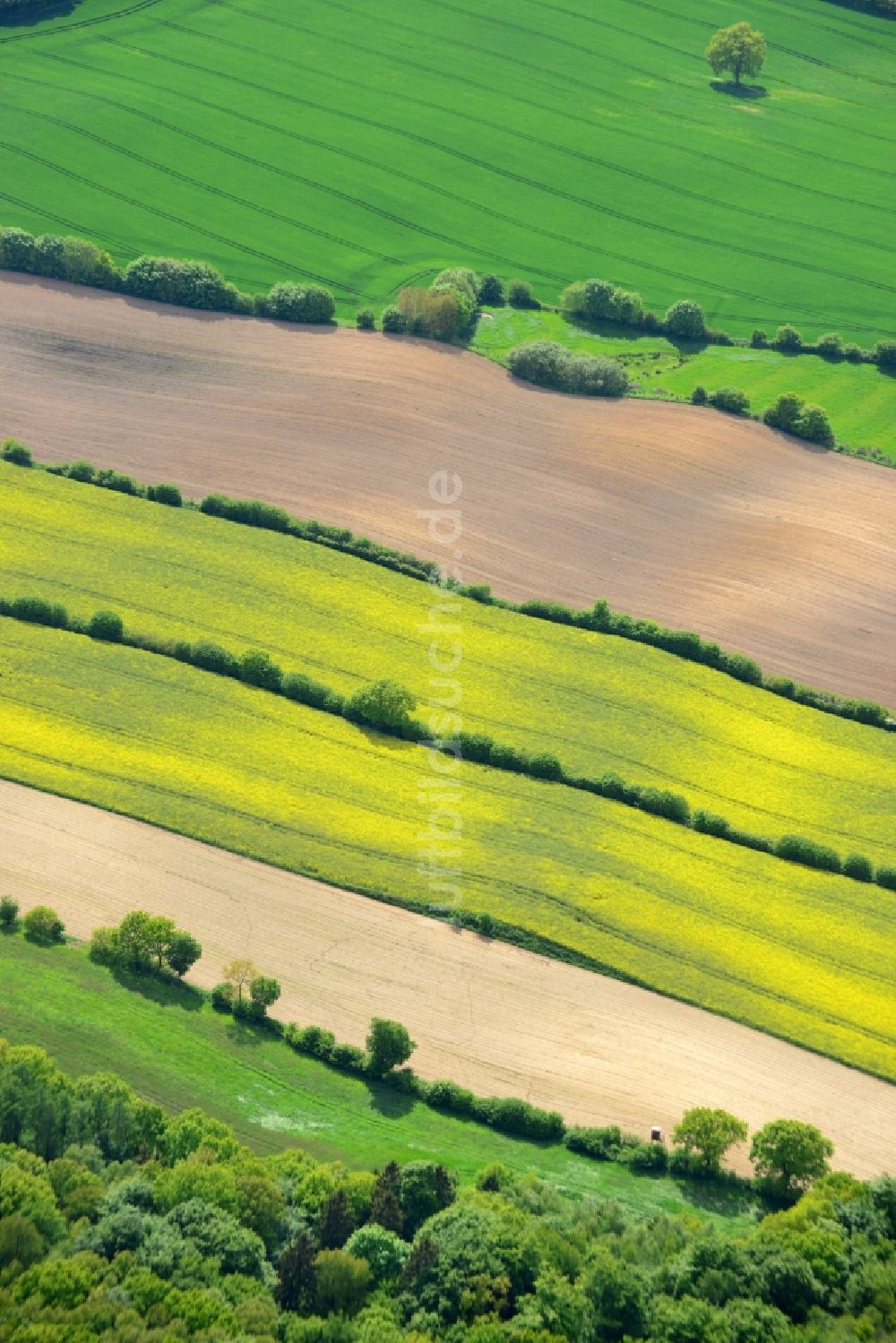 Ratekau von oben - Feld- Landschaft gelb blühender Raps- Blüten in Ratekau im Bundesland Schleswig-Holstein