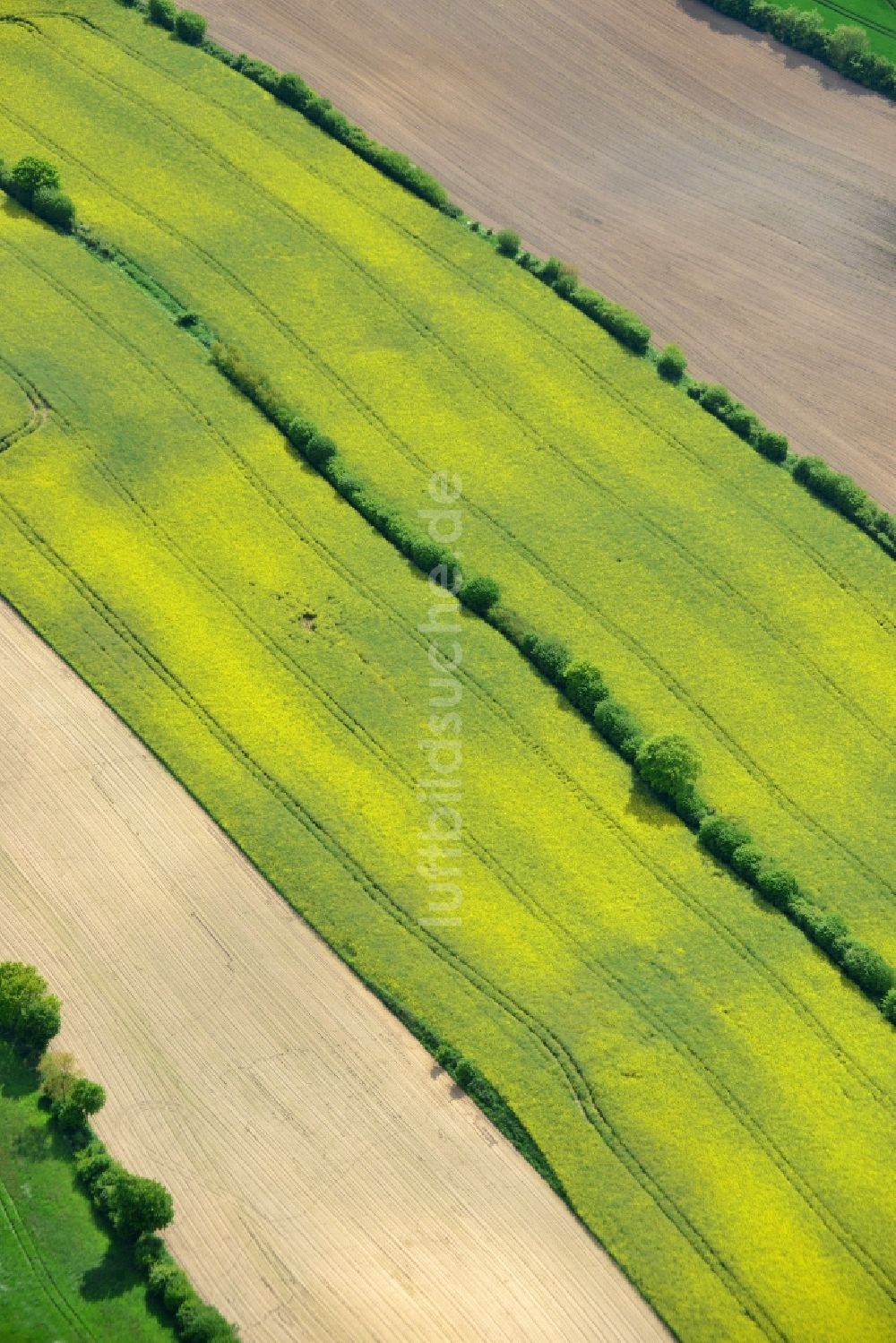 Luftaufnahme Ratekau - Feld- Landschaft gelb blühender Raps- Blüten in Ratekau im Bundesland Schleswig-Holstein