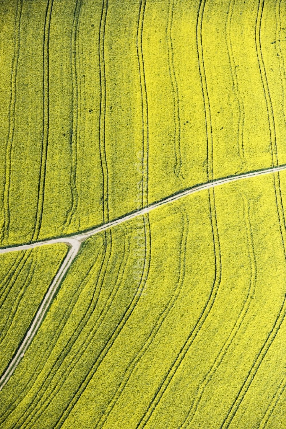 Roding von oben - Feld- Landschaft gelb blühender Raps- Blüten in Roding im Bundesland Bayern, Deutschland