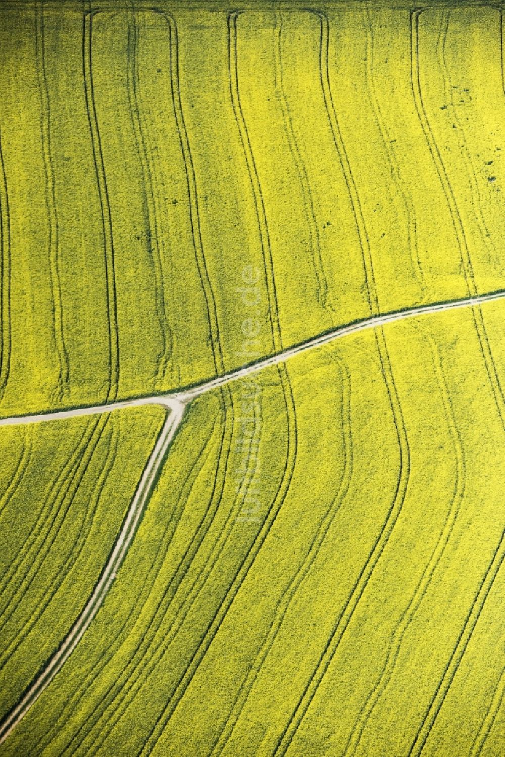 Roding aus der Vogelperspektive: Feld- Landschaft gelb blühender Raps- Blüten in Roding im Bundesland Bayern, Deutschland