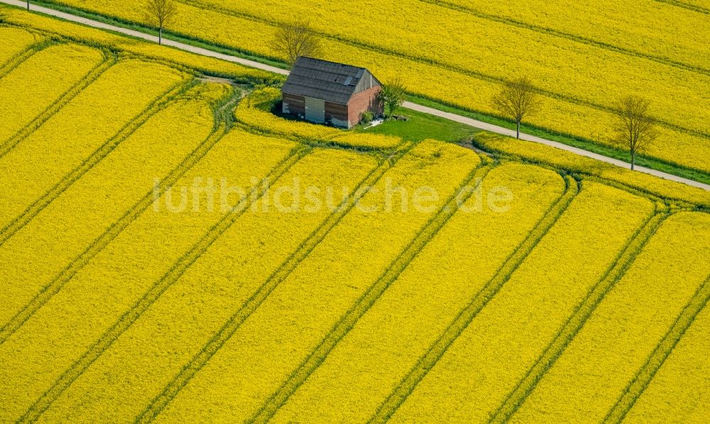 Rüthen aus der Vogelperspektive: Feld- Landschaft gelb blühender Raps- Blüten in Rüthen im Bundesland Nordrhein-Westfalen, Deutschland