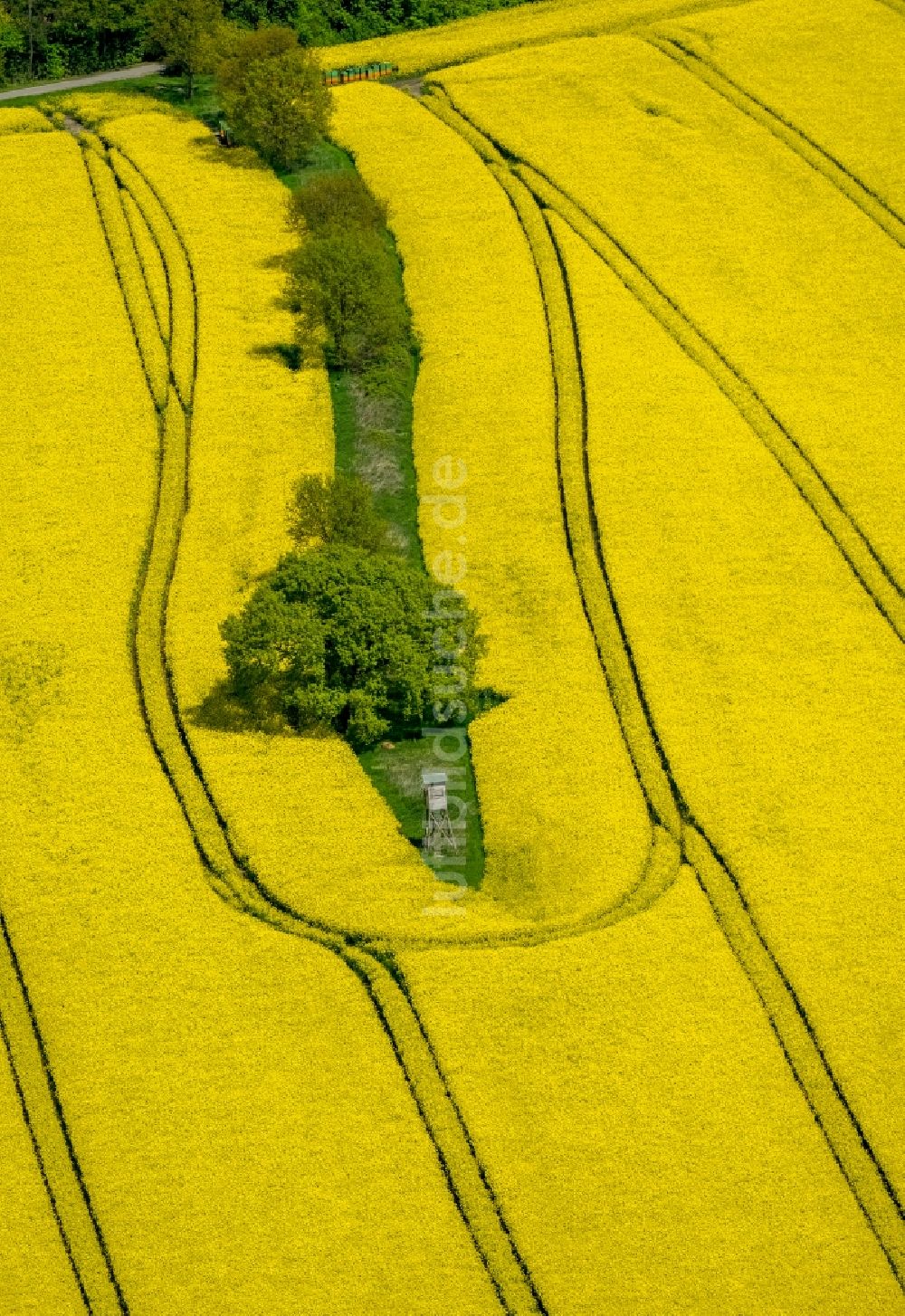 Südkirchen aus der Vogelperspektive: Feld- Landschaft gelb blühender Raps- Blüten in Südkirchen im Bundesland Nordrhein-Westfalen, Deutschland