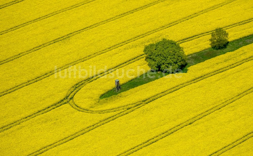 Luftbild Südkirchen - Feld- Landschaft gelb blühender Raps- Blüten in Südkirchen im Bundesland Nordrhein-Westfalen, Deutschland