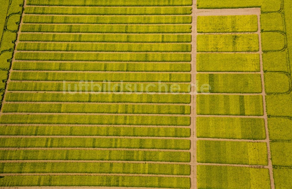 Soest von oben - Feld- Landschaft gelb blühender Raps- Blüten in Soest im Bundesland Nordrhein-Westfalen, Deutschland