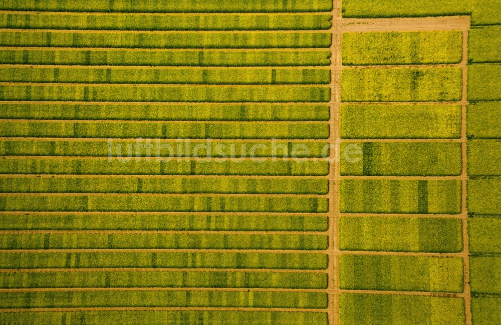 Soest aus der Vogelperspektive: Feld- Landschaft gelb blühender Raps- Blüten in Soest im Bundesland Nordrhein-Westfalen, Deutschland