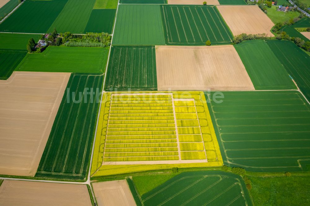 Luftaufnahme Soest - Feld- Landschaft gelb blühender Raps- Blüten in Soest im Bundesland Nordrhein-Westfalen, Deutschland