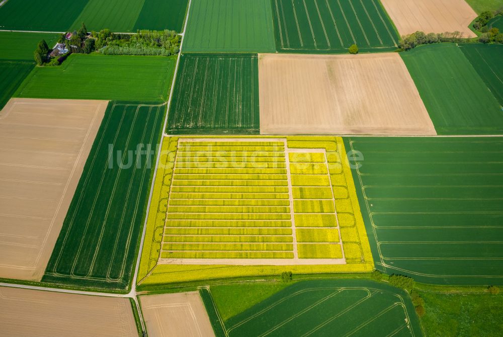 Soest von oben - Feld- Landschaft gelb blühender Raps- Blüten in Soest im Bundesland Nordrhein-Westfalen, Deutschland