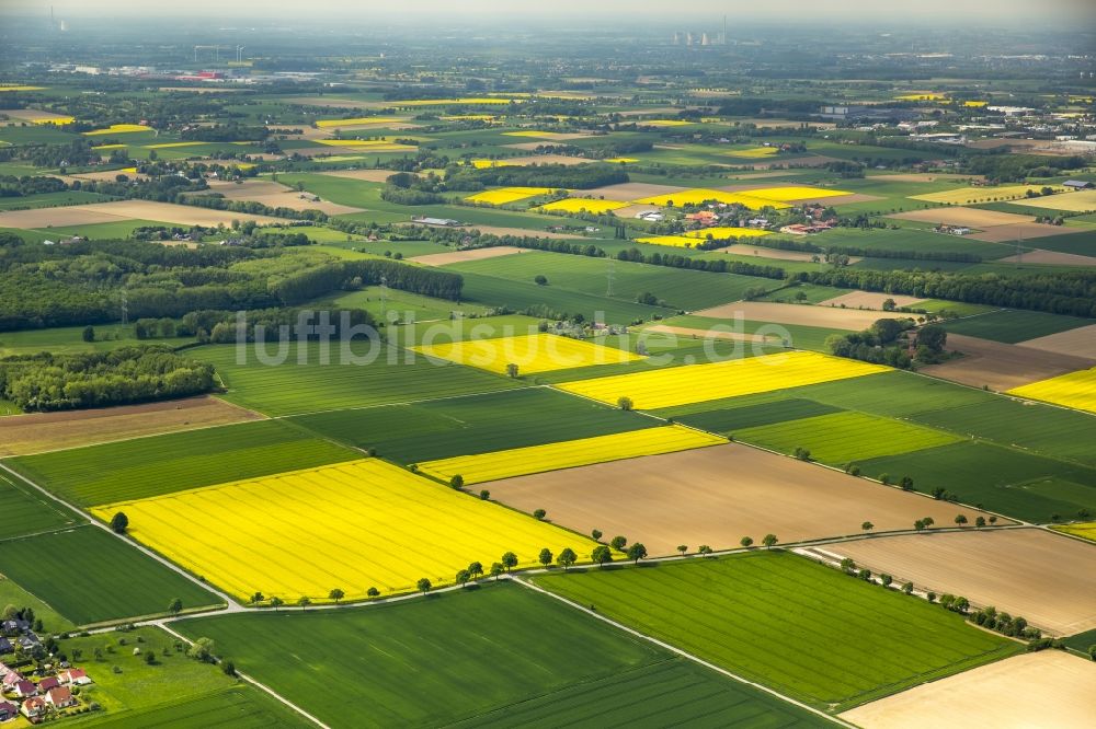 Luftbild Werl - Feld- Landschaft gelb blühender Raps- Blüten der Soester Börde in Werl im Bundesland Nordrhein-Westfalen