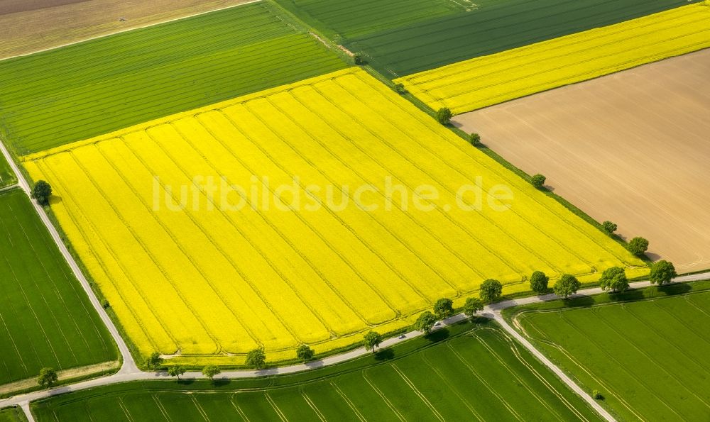 Luftaufnahme Werl - Feld- Landschaft gelb blühender Raps- Blüten der Soester Börde in Werl im Bundesland Nordrhein-Westfalen