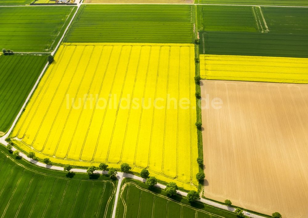 Werl aus der Vogelperspektive: Feld- Landschaft gelb blühender Raps- Blüten der Soester Börde in Werl im Bundesland Nordrhein-Westfalen