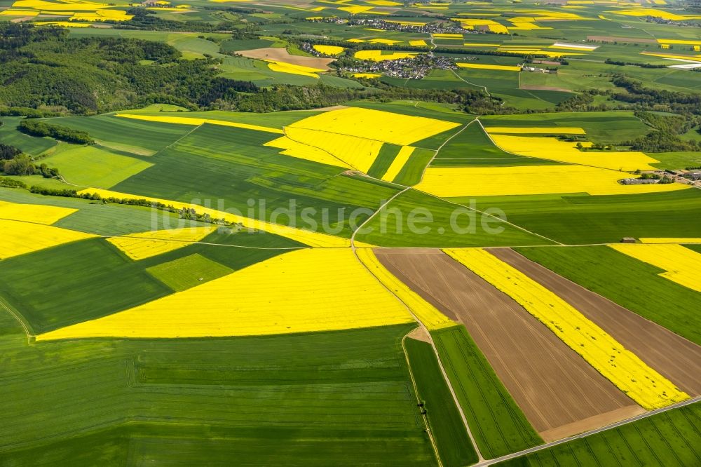 Thür von oben - Feld- Landschaft gelb blühender Raps- Blüten in Thür im Bundesland Rheinland-Pfalz