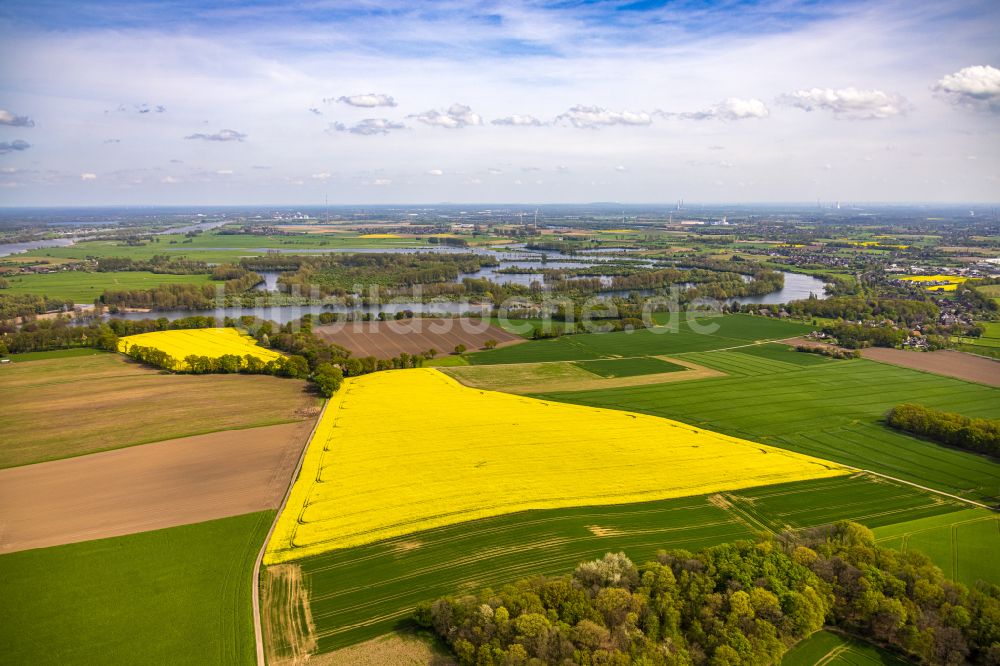 Wardt aus der Vogelperspektive: Feld- Landschaft gelb blühender Raps- Blüten in Wardt im Bundesland Nordrhein-Westfalen, Deutschland