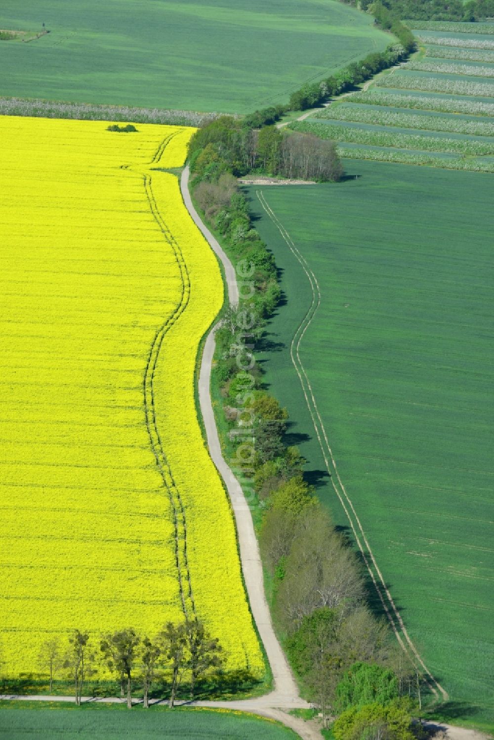 Werneuchen, Hirschfelde aus der Vogelperspektive: Feld- Landschaft gelb blühender Raps- Blüten in Werneuchen, Hirschfelde im Bundesland Brandenburg