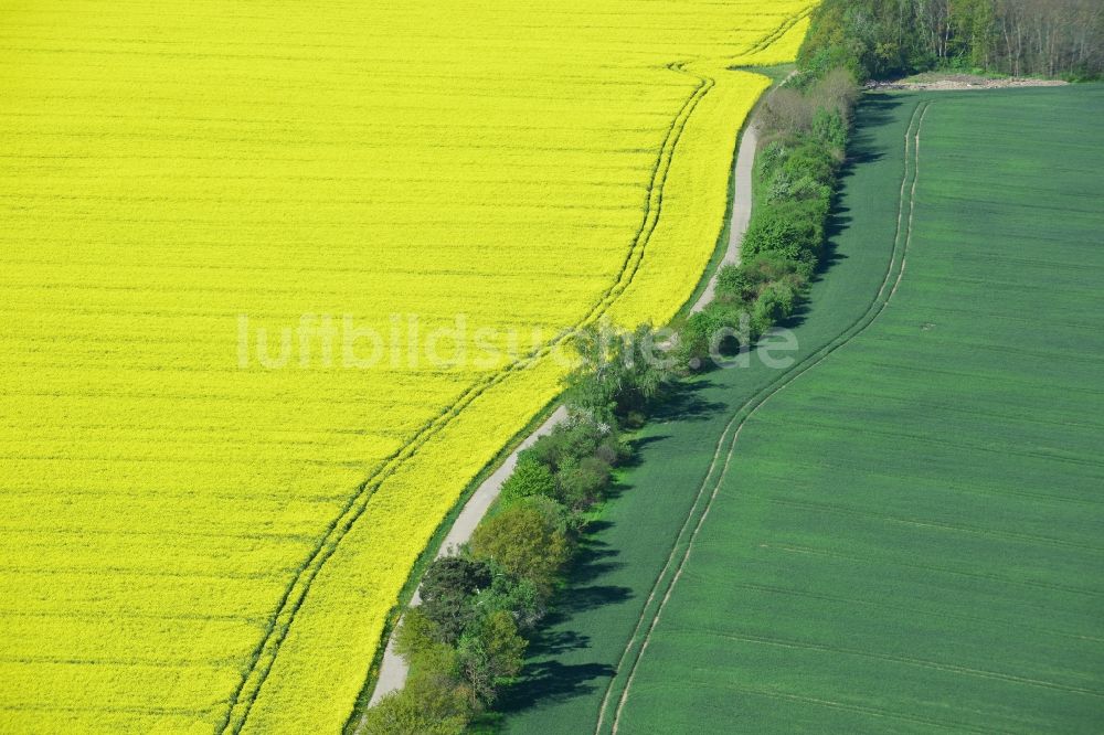 Luftaufnahme Werneuchen, Hirschfelde - Feld- Landschaft gelb blühender Raps- Blüten in Werneuchen, Hirschfelde im Bundesland Brandenburg