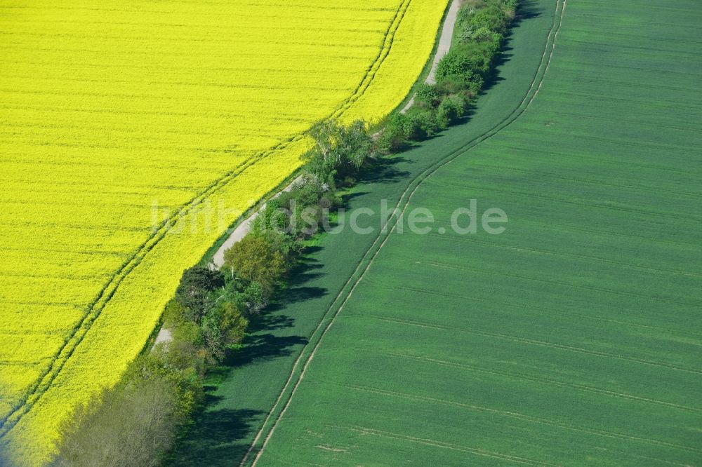 Werneuchen, Hirschfelde von oben - Feld- Landschaft gelb blühender Raps- Blüten in Werneuchen, Hirschfelde im Bundesland Brandenburg