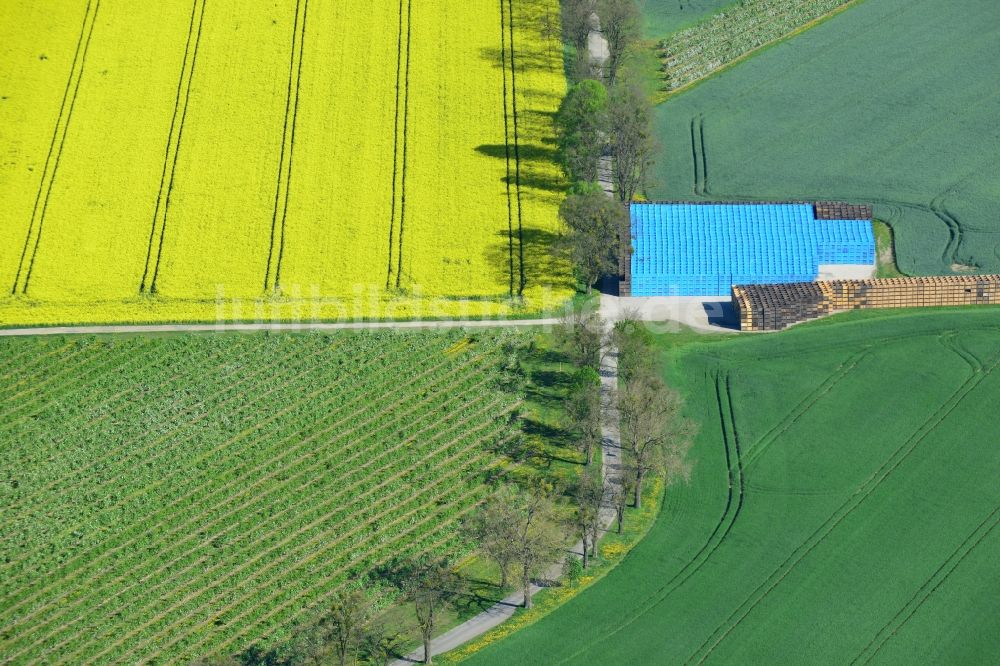 Luftbild Wesendahl - Feld- Landschaft gelb blühender Raps- Blüten in Wesendahl im Bundesland Brandenburg