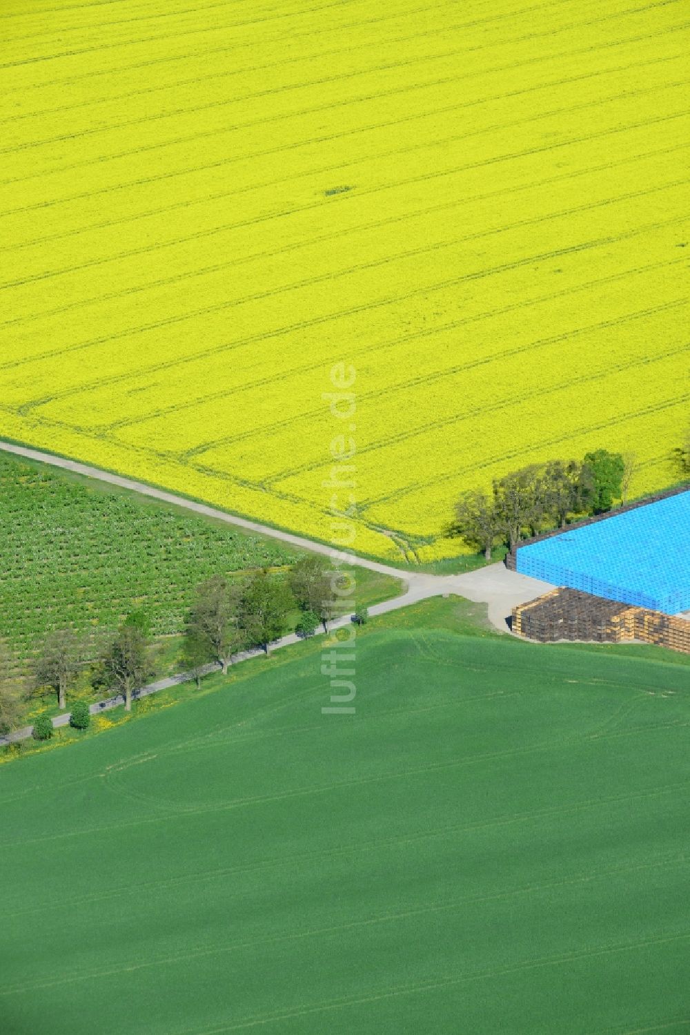 Wesendahl von oben - Feld- Landschaft gelb blühender Raps- Blüten in Wesendahl im Bundesland Brandenburg